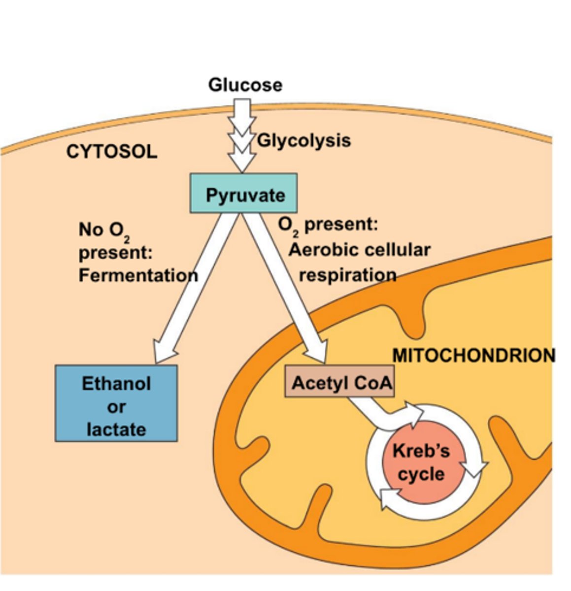 <p>Occurs in the cytoplasm of cells</p>