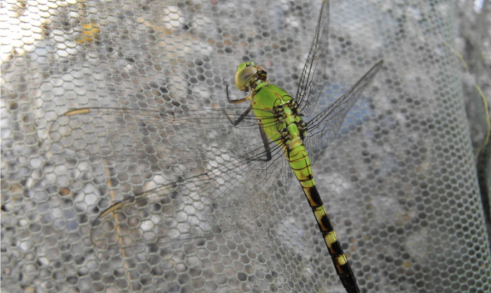 <p>Class 2-moderately sensitive</p>