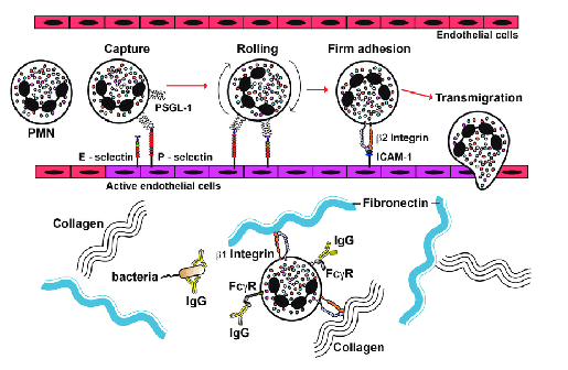 <p>Adhesion molecules involved in rolling adhesion and diapedesis:</p><ul><li><p>E-selectin and P-selectin</p></li><li><p>ICAM</p></li><li><p>Integrins</p><ul><li><p>Extracellular matrix proteins</p></li></ul></li></ul><p></p>