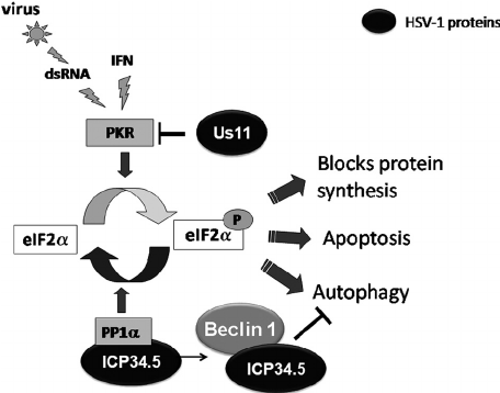 <p>Immune response to viruses </p><p>What are the characteristics of virus</p><p>What is the early innate immune response</p><p>Adaptive immune response? </p>