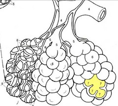 <p>Tiny air sacs in the lungs where exchange of oxygen and carbon dioxide takes place.</p>