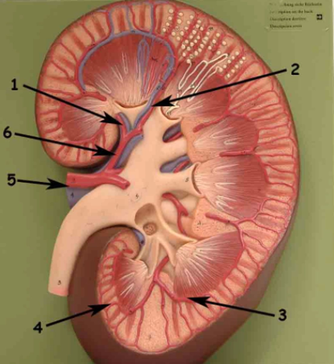 <p>the first branches off the renal artery after it passes through hilum</p>