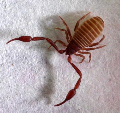 <p>Kmeň: Arthropoda</p><p>Amandibulata</p><p>Podkmeň: Chelicerata</p><p>Trieda: Arachnida</p><p>Rad: Pseudoscorpiones</p>