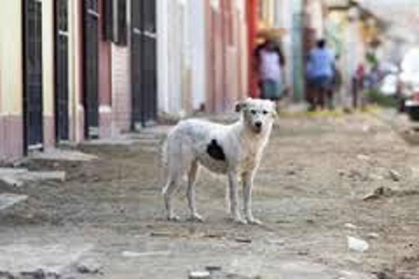 <p>v., to leave the correct route; become separated from the main group</p><p>adj., a stray animal, is lost or has no home, accidently separated from other things of the same kind: one man was hit by stray bullet.</p><p>n., an animal that is lost or has no home.</p>