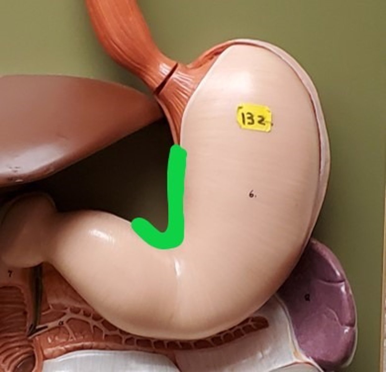 <p>ID the Concave Border of the Stomach</p>