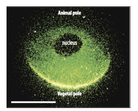 <ul><li><p>using antibodies and in situ hybridisation</p></li></ul><p>→ show they are partitioned by cleavage</p><p>e.g→ Vg1 transcitps are localised to the vegetal pole of the frog egg→ bright fluoresecence</p>