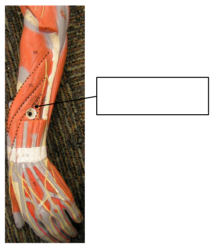term image