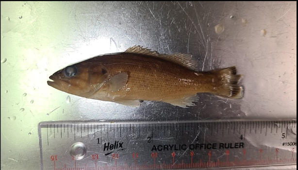 <p>What is the taxonomy, common name, and scientific name of this fish?</p>