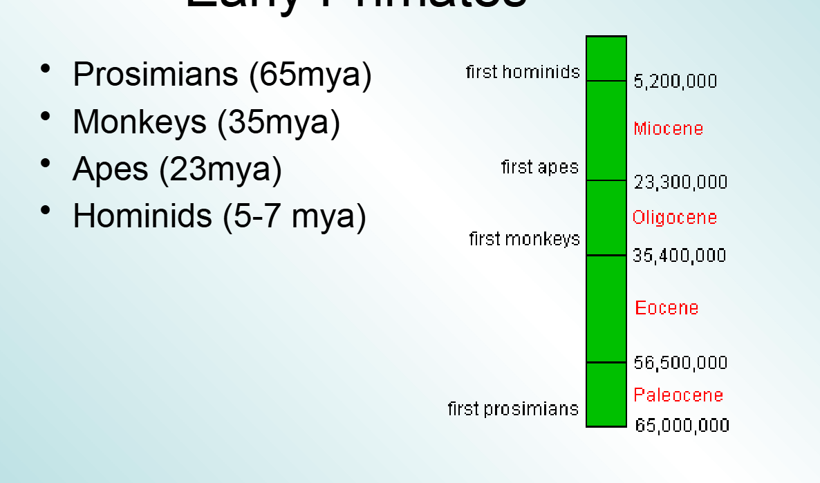 <p>5 mya</p>