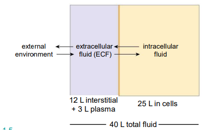 <p>Homeostasis is the maintenance of a relatively stable internal environment, especially ——— ———<sup>.</sup></p>