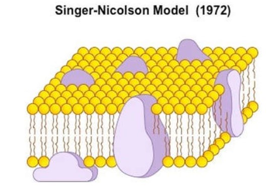 <p>En 1966, <mark data-color="#701567" style="background-color: rgb(112, 21, 103); color: inherit;">Singer y Nicolson</mark> propusieron otro modelo de estructura de las membranas. En este modelo, las proteínas ocupan una variedad de posiciones en la membrana. Las proteínas periféricas están unidas a la superficie interna o externa. Las proteínas integrales están embutidas en la bicapa de fosfolípidos, en algunos casos con partes que sobresalen hacia fuera de la bicapa a uno o ambos lados.</p>