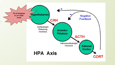 <p><span>5 Steps of long-term stress response?&nbsp;</span></p><p></p>