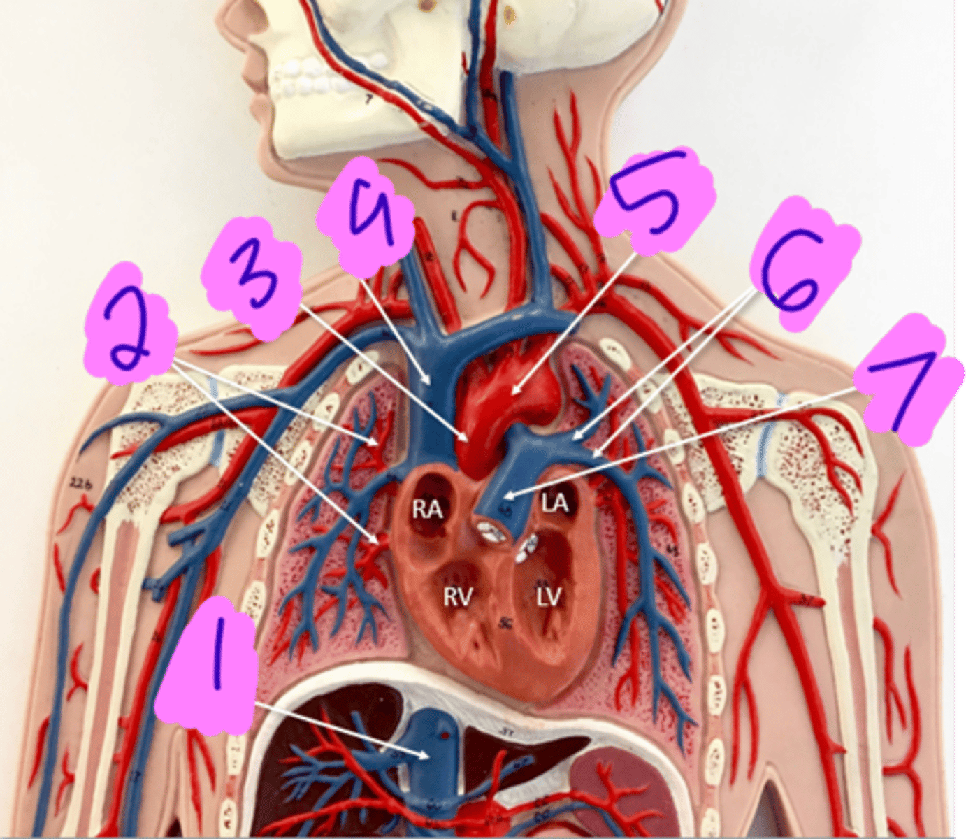 <p>Anatomy of the head and neck - #3</p>