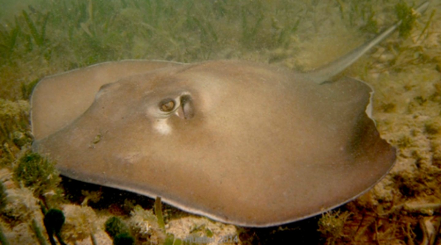 <p>Southern stingray</p>