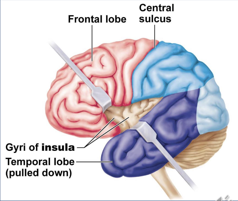 <p>it is located deep the to lateral sulcus, it gives memory and interpretation of taste </p>