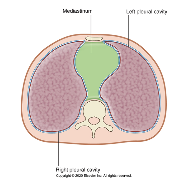 <ul><li><p>mediastinum- sits centrally</p></li><li><p>left pleural cavity</p></li><li><p>right pleural cavity</p></li></ul><p></p>