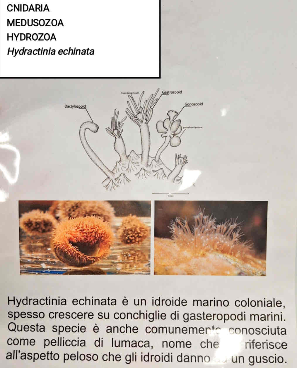 <p>Medusozoa</p><p>Hydrozoa</p><p><em>Hydractinia echinata</em></p><p><em>(Pelliccia di lumaca)</em></p>