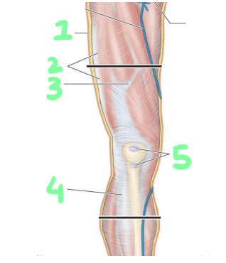 <p>identify structures 1-5</p>