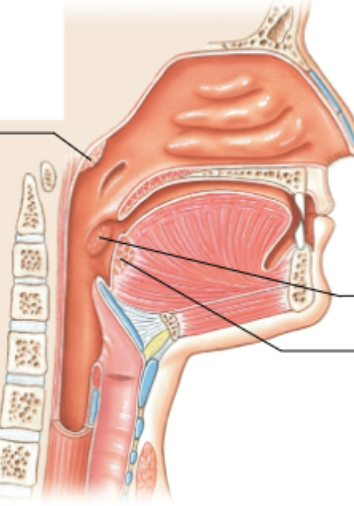 <p>What is the bottom arrow pointing at?</p>