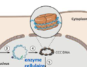 <p><span>– L’ADN partiellement double brin est </span><strong>complété</strong><span> par une </span><strong>ADN polymérase cellulaire</strong><br><span>– Il adopte une conformation </span><strong>super-enroulée</strong><span> avec </span><strong>association à des histones</strong></p>
