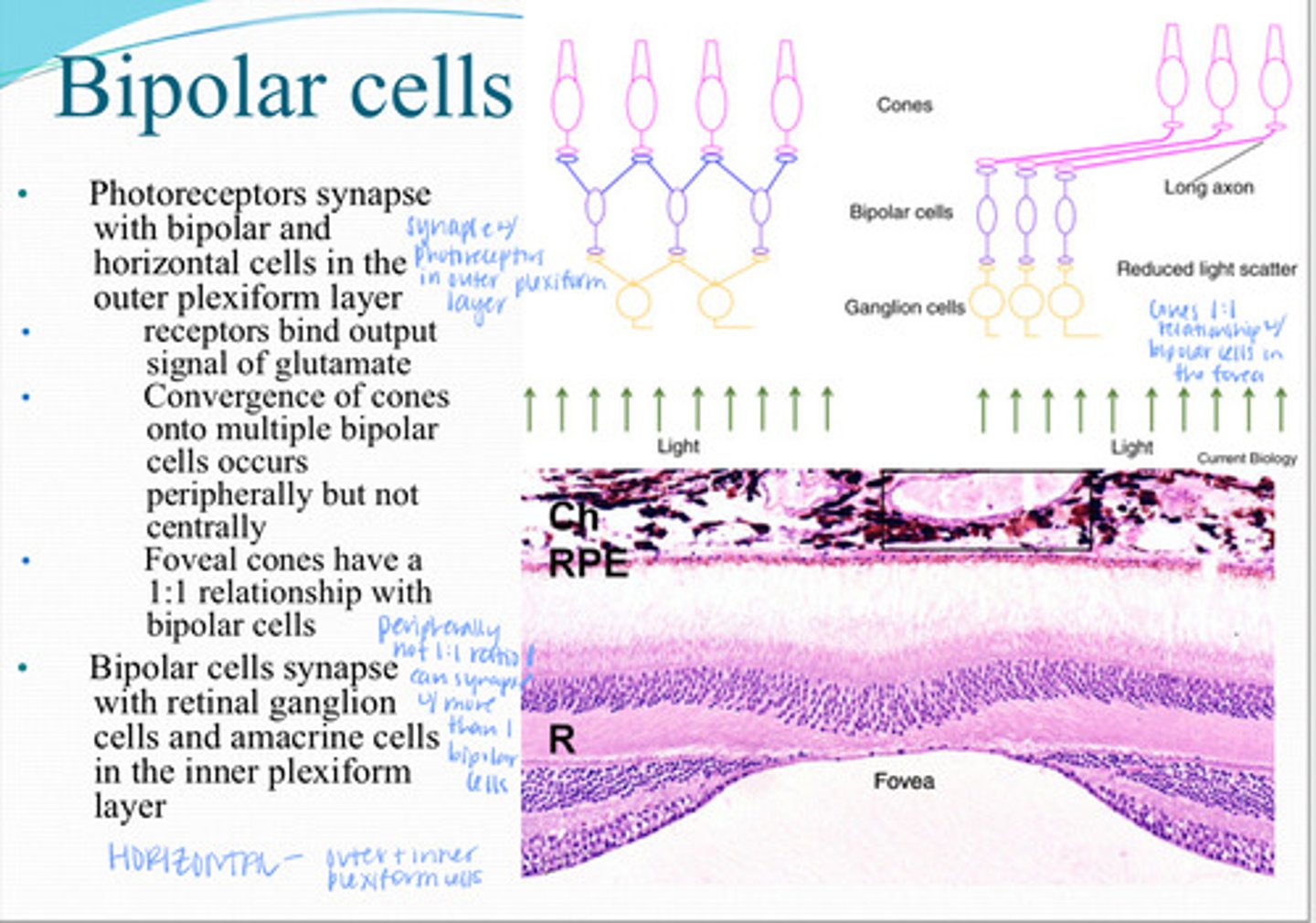<p>Convergence of multiple cones onto multiple bipolar cells occurs ____ but not ______</p>