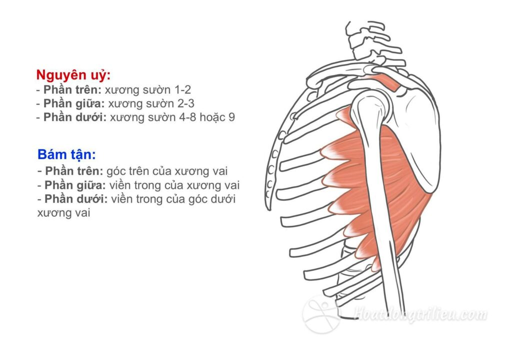 <p>A. Cơ răng trước</p>