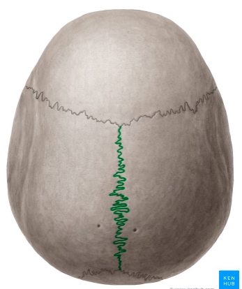 <p><span>Name the suture in green</span></p>