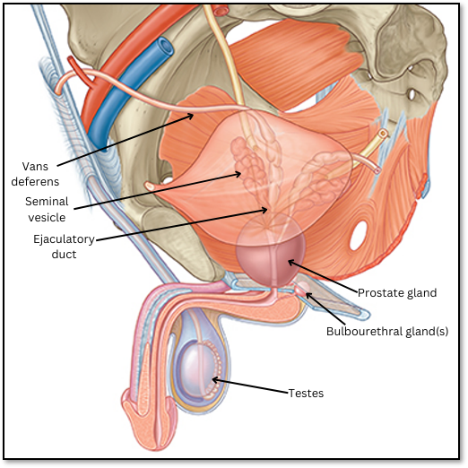 <p>To secrete components of seminal fluid which mixes with sperm as they pass into the ejaculatory ducts. </p><p>Produce 60-70% of the final volume of seminal fluid.</p><p>Do NOT store sperm. </p>