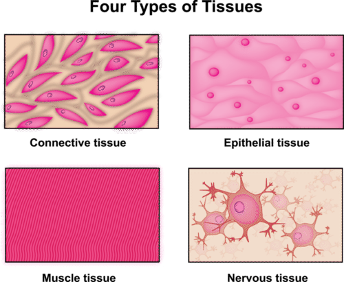 <p>The study of tissues.</p>