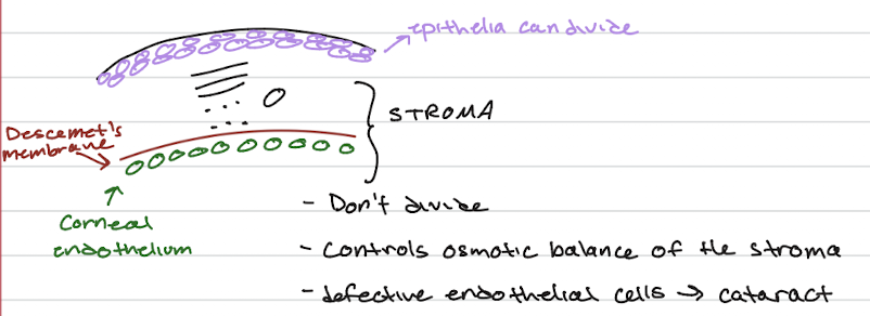<ol><li><p><span>loosely ordered</span></p></li><li><p><span>basal lamin aka basement membrane/lamellar</span></p></li><li><p><span>loose connector tissue (ex: dermis of skin, conera/stroma)</span></p></li><li><p><span>dense connective tissue (ex: bones, tendons)</span></p></li></ol><p></p>