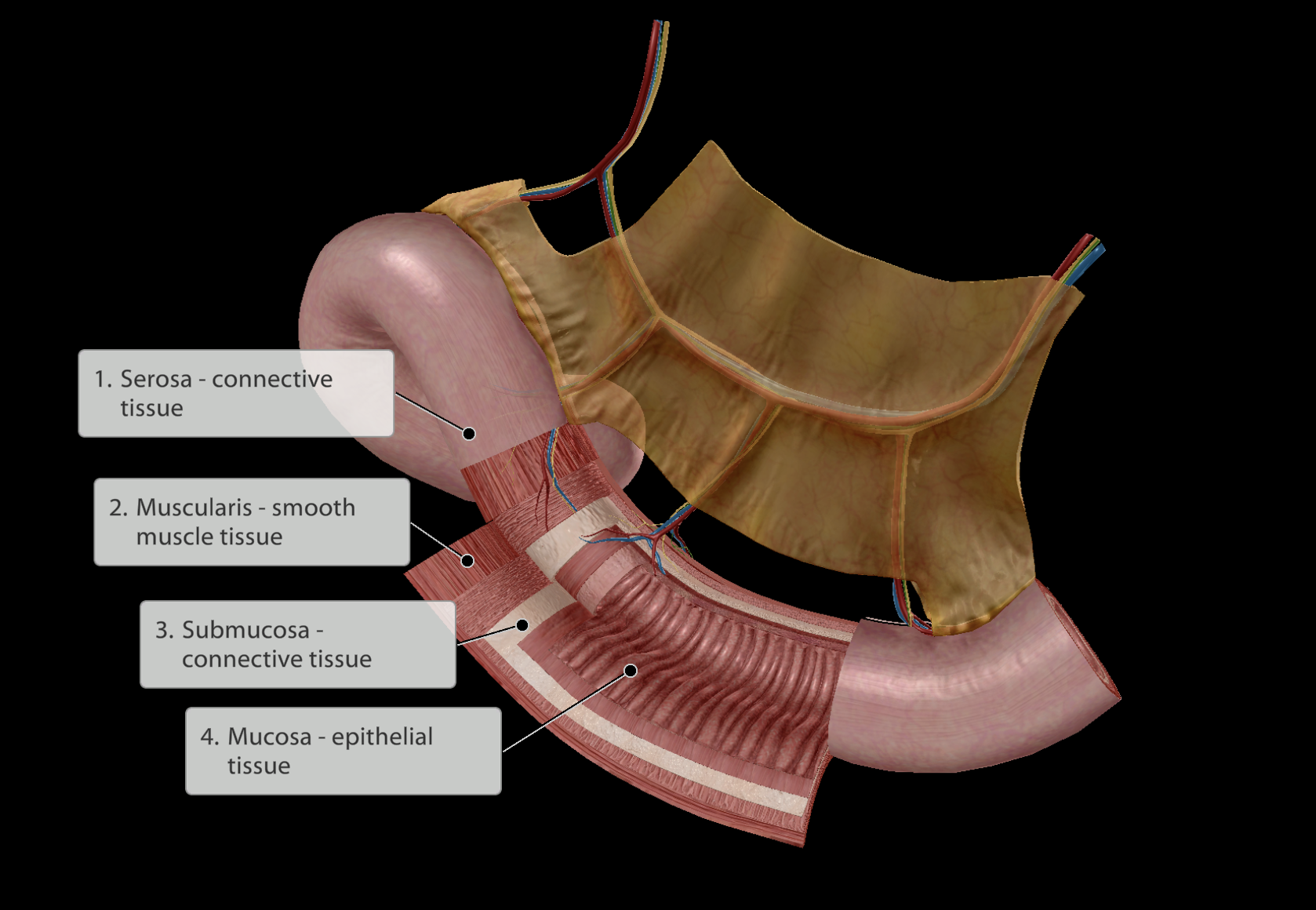 <p></p><p></p><p>4 Layers:</p><ol><li><p><strong><em>Serosa layer</em></strong> - Outer layer of <u>connective</u> tissue</p><p>a. Membrane surrounding the GI tract</p></li><li><p><strong><em>Muscularis layer</em></strong> - Next inner layer of <u>smooth muscle</u> cells</p></li><li><p><strong><em>Submucosa layer </em></strong>- Next inner layer of <u>connective tissue</u></p></li><li><p><strong><em>Mucosa</em></strong> - Inner layer of <u>epithelial</u> tissue</p><p>a. Simple epithelium to maximise ability to absorb nutrients from food</p></li></ol><p></p>