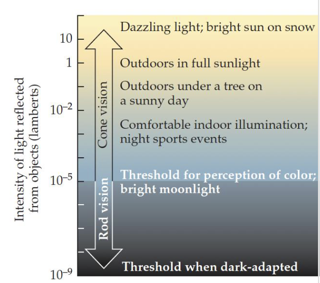 <p>Tendency of rods and cones to adjust their light sensitivity to match the ambient levels of illumination </p><p>The visual system is concerned with differences, or changes, in brightness, not the overall level of illumination </p><p>This is part of why we can see over such wide ranges of brightness </p>