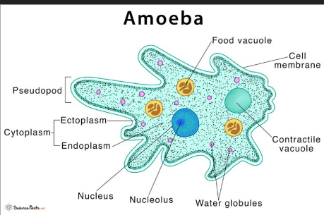 <p>Heterotrophic, unicellular organisms, found in terrestrial, marine, and aquatic environments, move around with pseudopodia, they have amorphous (shapeless) bodies </p>