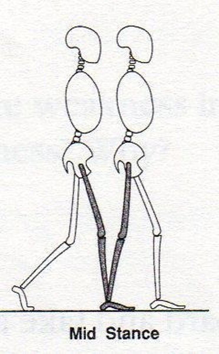 <p>Instant COM passes directly in line with supporting limb - GT is vertically above midpoint of supporting foot in sagittal plane.</p>