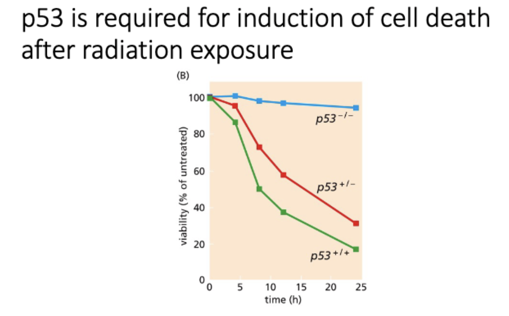 <p>P53 is a transcription factor</p><p>p53 modulates response to cellular stress</p><p>p53 is required for induction of cell death after radiation exposure</p>