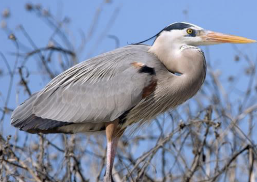 <p>what is this bird </p>