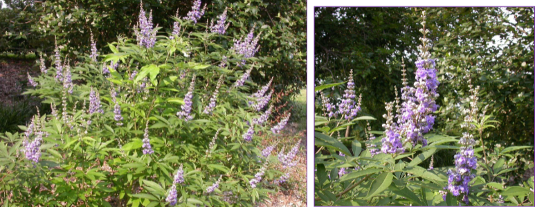 -marijuana shaped leaves ;)