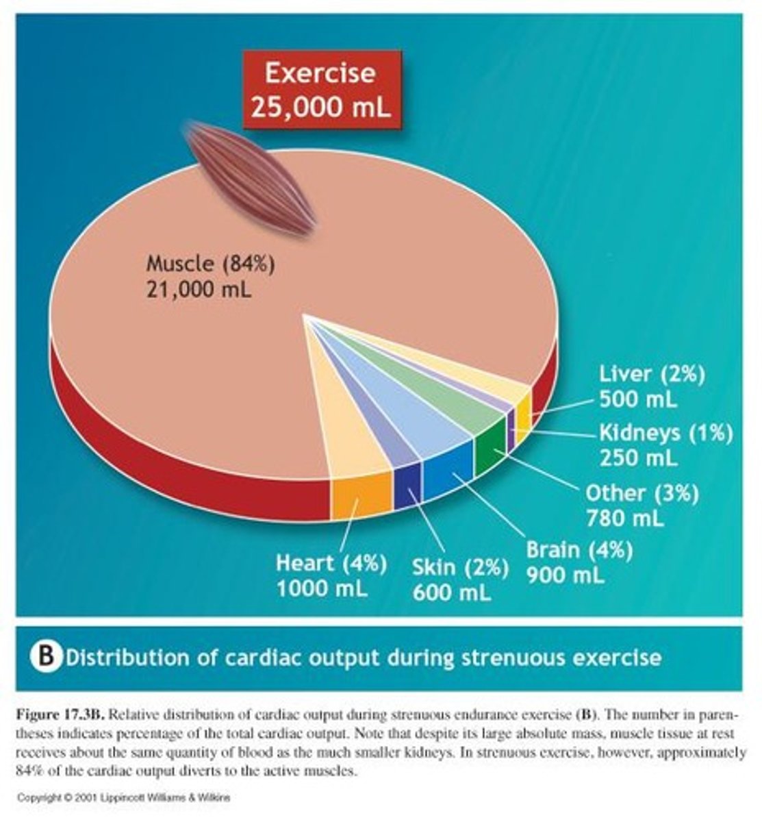 <p>Redistribution of blood to active muscles during exercise.</p>