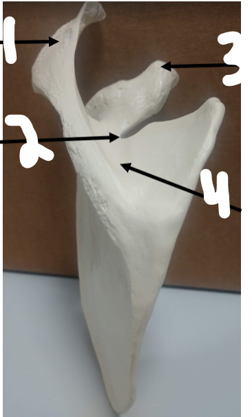 <p>What is 3?</p>