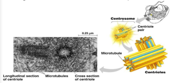 <ul><li><p>in ANIMAL cells, centrosome has pair of centrioles</p></li><li><p>found inside centrosome</p></li><li><p>each w/ 9 triplets of microtubules arranged in ring</p></li><li><p>during cell division, centrioles replicate</p></li></ul>