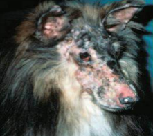 <p>Síndrome de vasculopatías múltiples, incluyen: </p><ul><li><p>Dermatomiositis familiar canina en Collies</p></li><li><p>Dermatopatía isquémica juvenil (vacunas polivalentes)</p></li><li><p>Paniculitis post-vacunal a rabia </p></li><li><p>Dermatopatía isquémica generalizada por vacunación (rabia)</p></li><li><p>Dermatopatía isquémica idiop´TIC</p></li></ul><p></p>