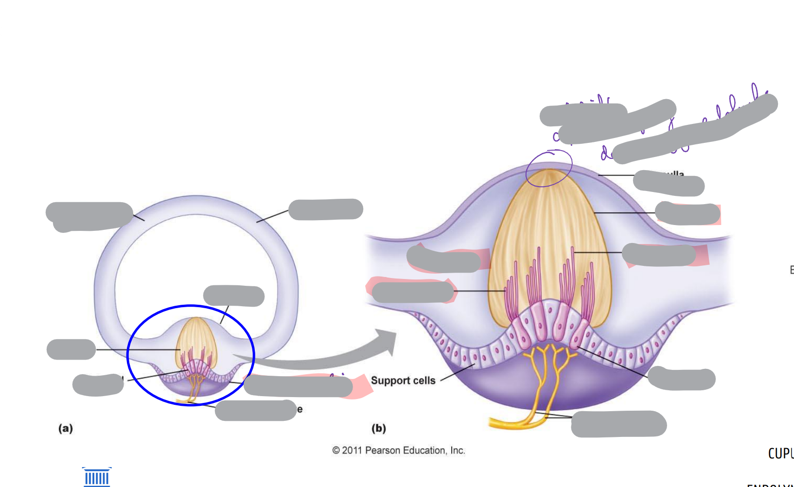 <p>ANATOMIE HALFCIRKELVORMIGE KANALEN (ampulla)</p>