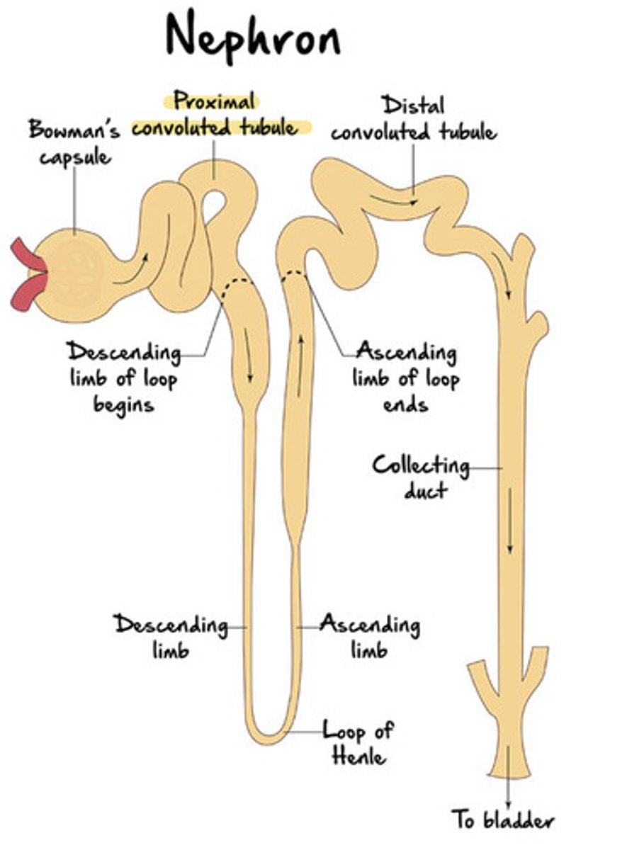 <p>the first region of the renal tube </p><p>originates from the tubular pole (simple cuboidal epithelium with apical microvilli)</p><p>brush border</p>