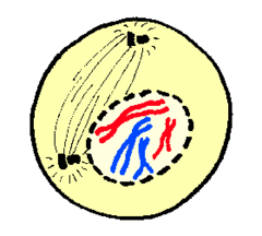 Centrioles move to poles