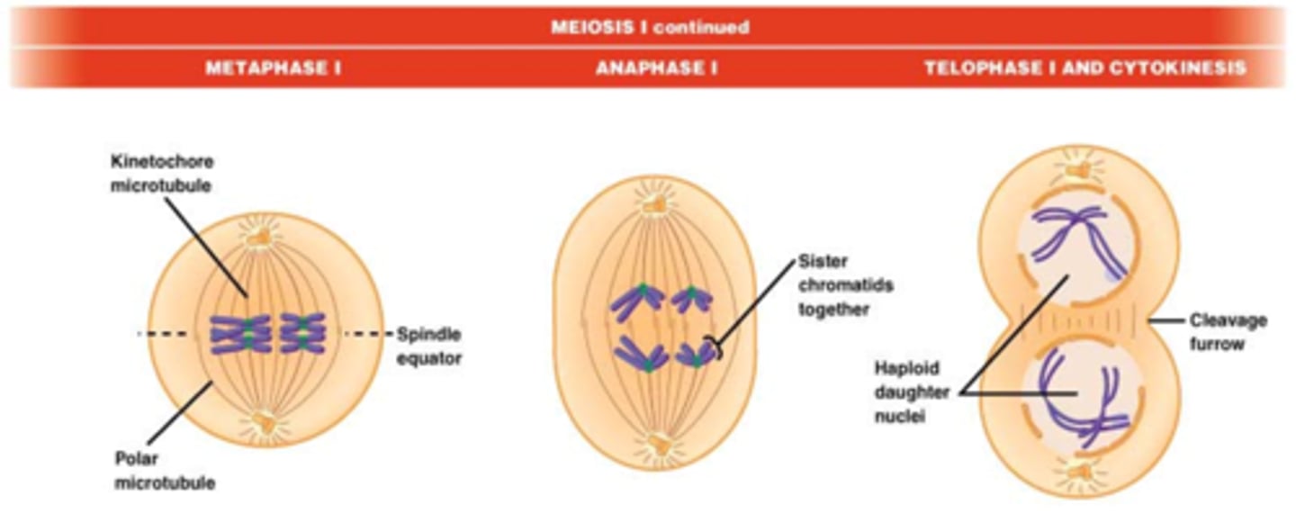 <p>spoelfiguur is gevormd, bivalenten aligneren op het evenaarsvlak, zusterchromatiden van éénzelfde chromosoom connecteren met MT van dezelfde pool.</p><p>De zusterchromatiden van het ander homoloog chromosoom connecteren met de MT van de tegenoverstelde pool.</p><p>Homologe chromosomen enkel bij elkaar gehouden via chiasmata.</p>