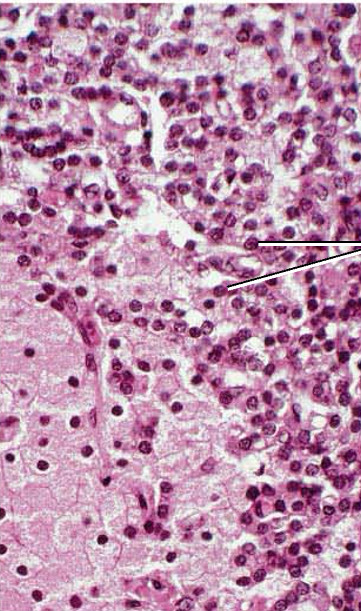 <p>Identify gland, cell and hormone it produces</p>
