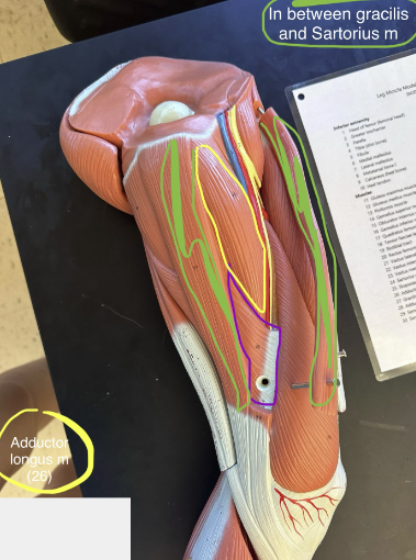<p>Adductor longus muscle</p>