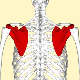 <p>Scapula</p>