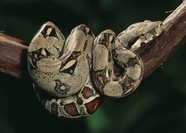 <p>boa constrictor</p>