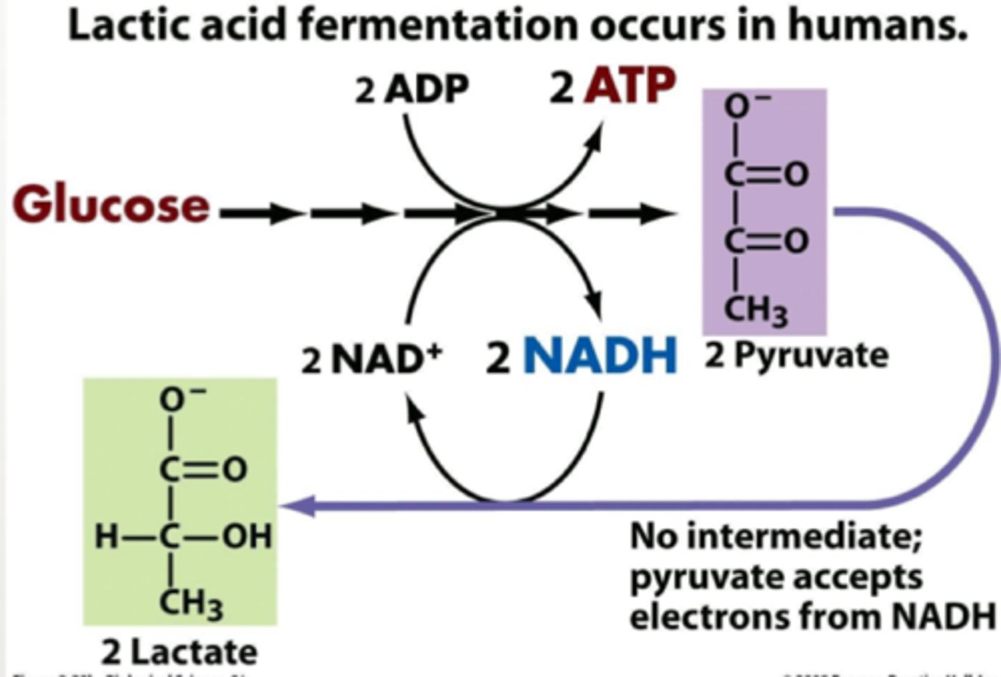 <p>generates ATP by substrate level phosphorylation (less efficient) results in lactic acid production</p>